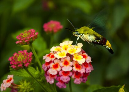 Colorful insect nature photo