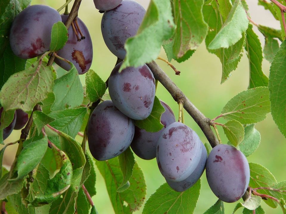 Blue fruit eat
