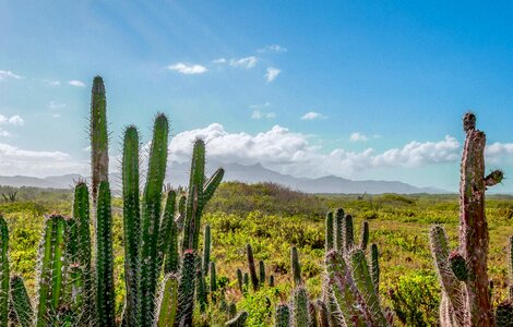 Clouds landscape cactus photo