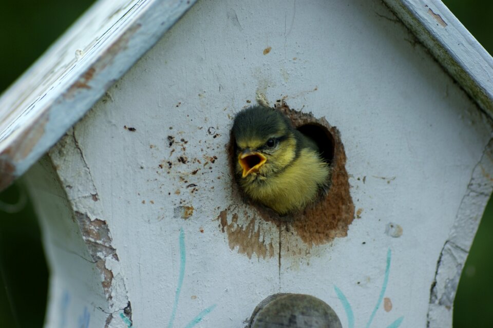 Bird feeder feed bird seed