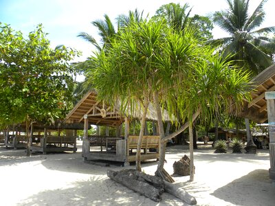Asia palms bamboo photo
