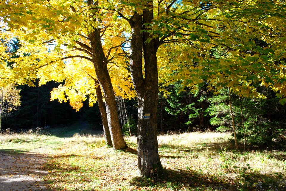 Fall foliage nature