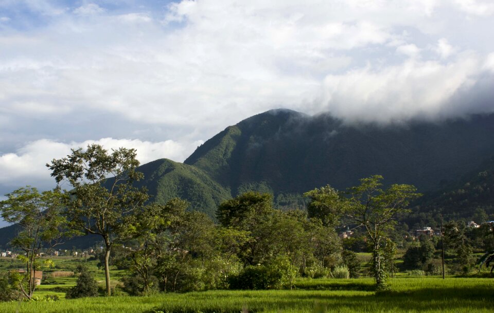 Trees landscape hills
