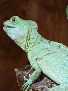 Animal blue bluish