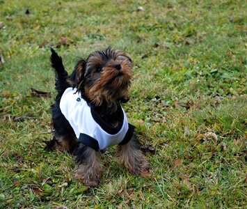 Puppies outfit for a dog puppy