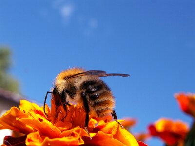 Honey bee flower sky photo