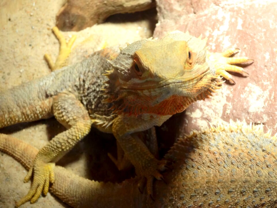 Animals animal lizards