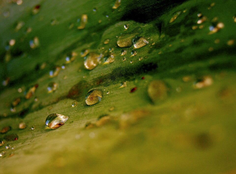 Green nature grow