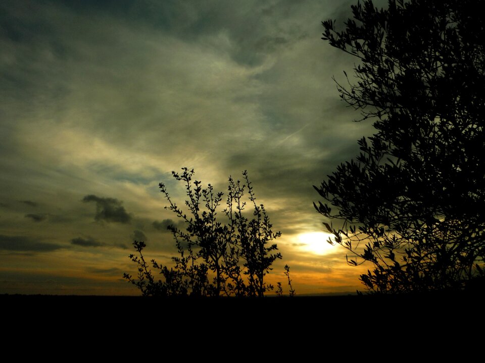 Landscape backlight olive