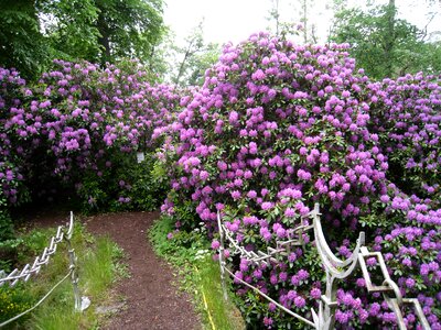 Flowers purple bro