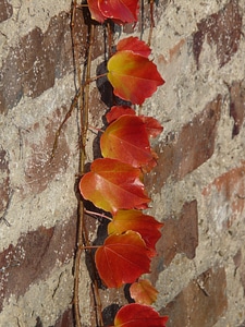 Brick grapevine ranke photo