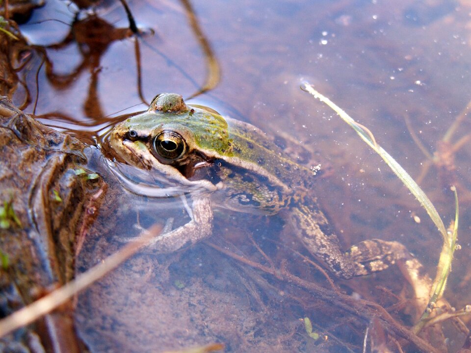 Water amphibian puddle