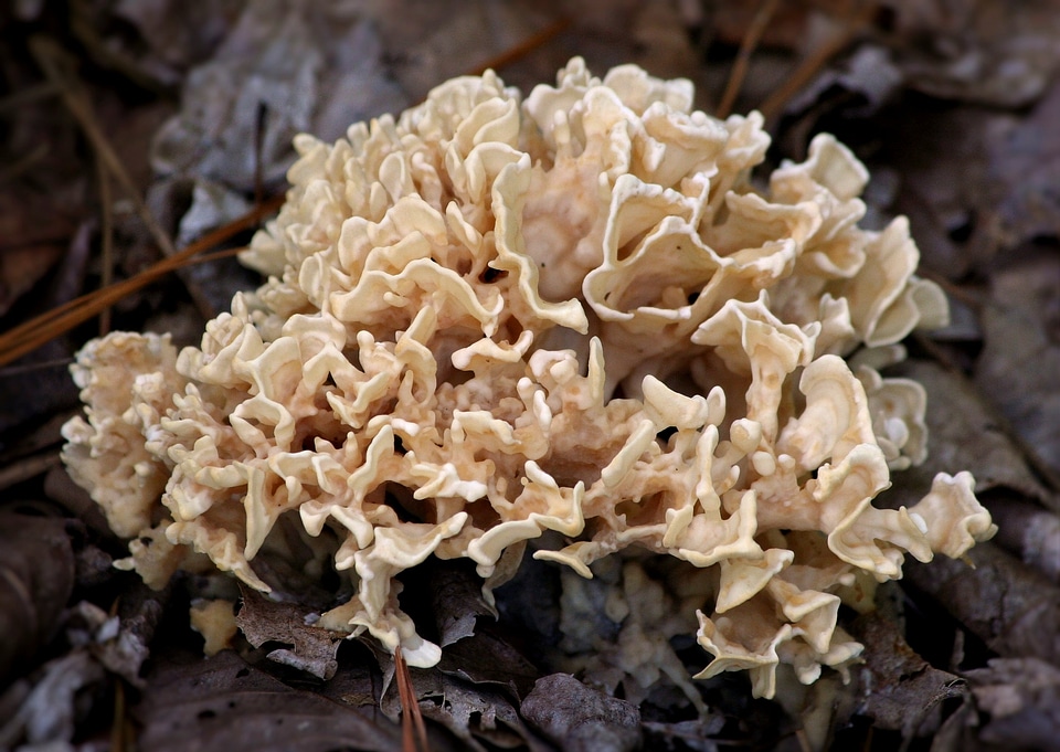 Curly edge natural brown
