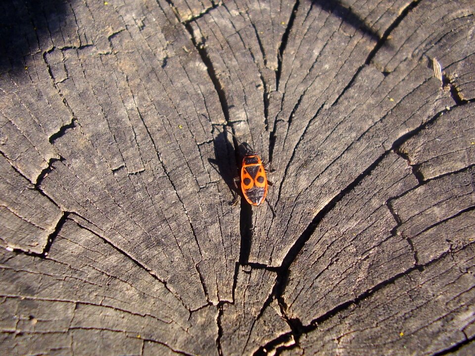 Beetle insects insect