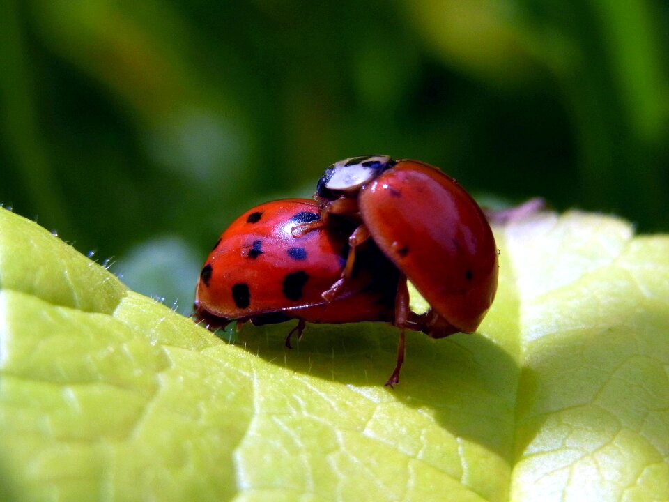 Animal nature pairing
