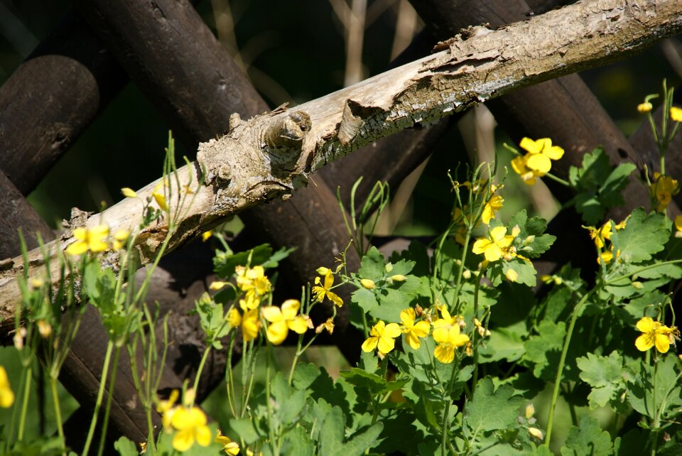 Yellow flowers branch