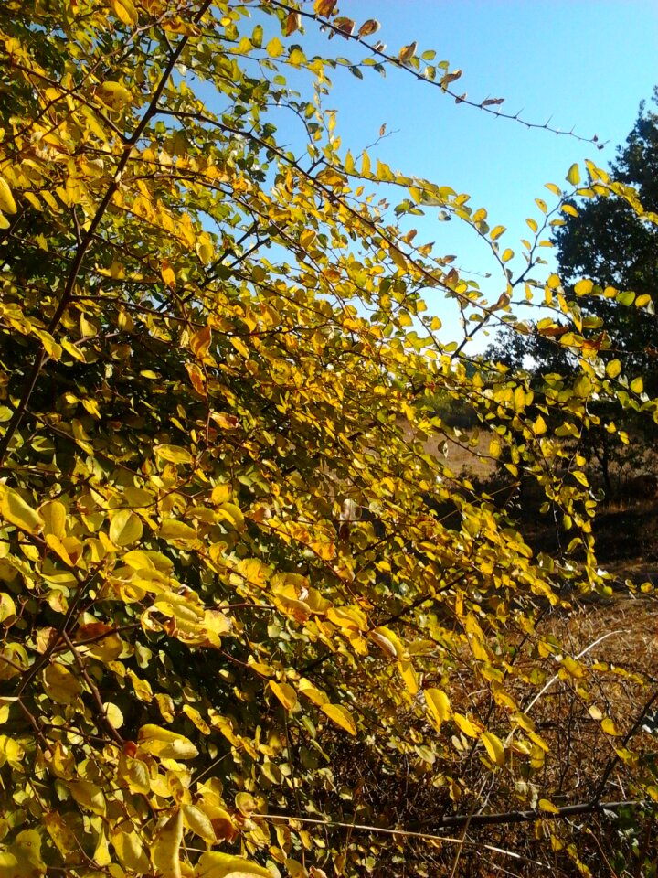 Autumn yellow judas tree