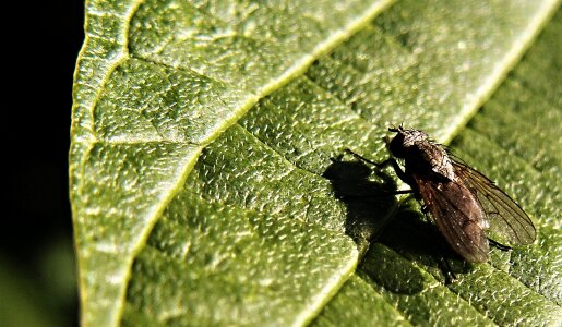 Macro green morning