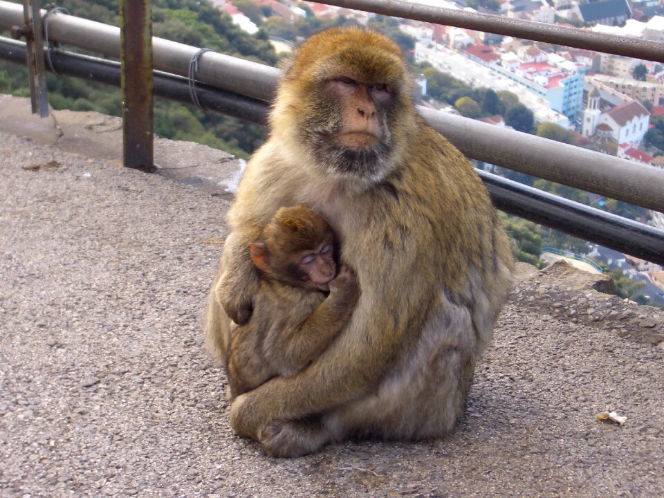Primate europe mammal
