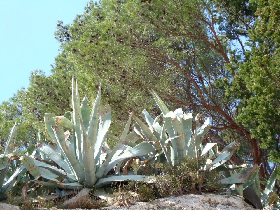 Mediterranean mediterranean sea plant