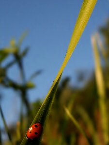 Grass blade of grass sky photo