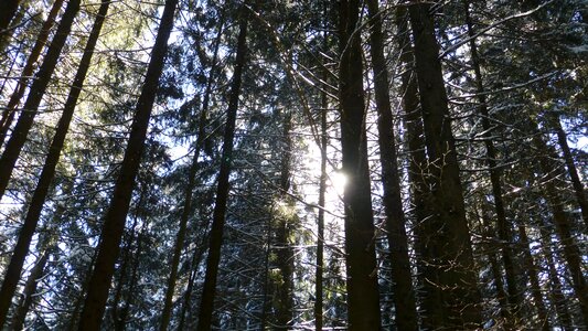 Snow forest sunbeam