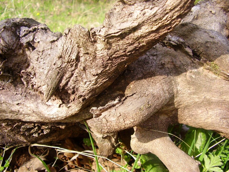 Stalk trunks nature