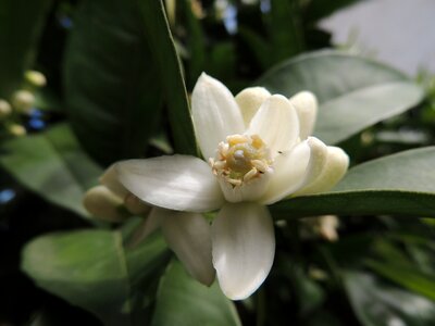 Flowers nature fruit
