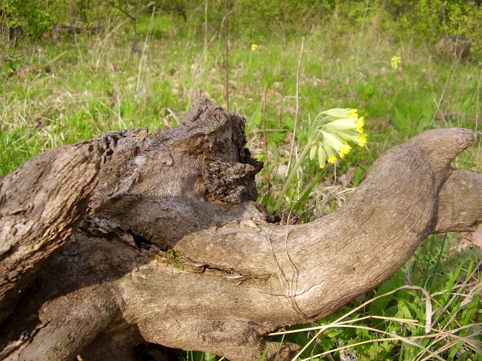 Wood stubs trunks