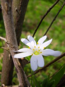 Flora white white flower
