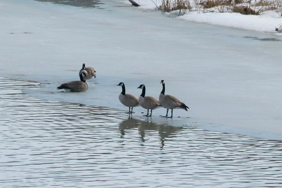 Animals feathered wildlife