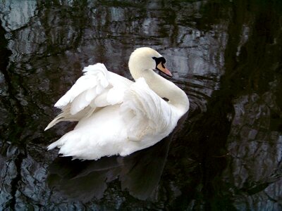 Zoo swan white swan