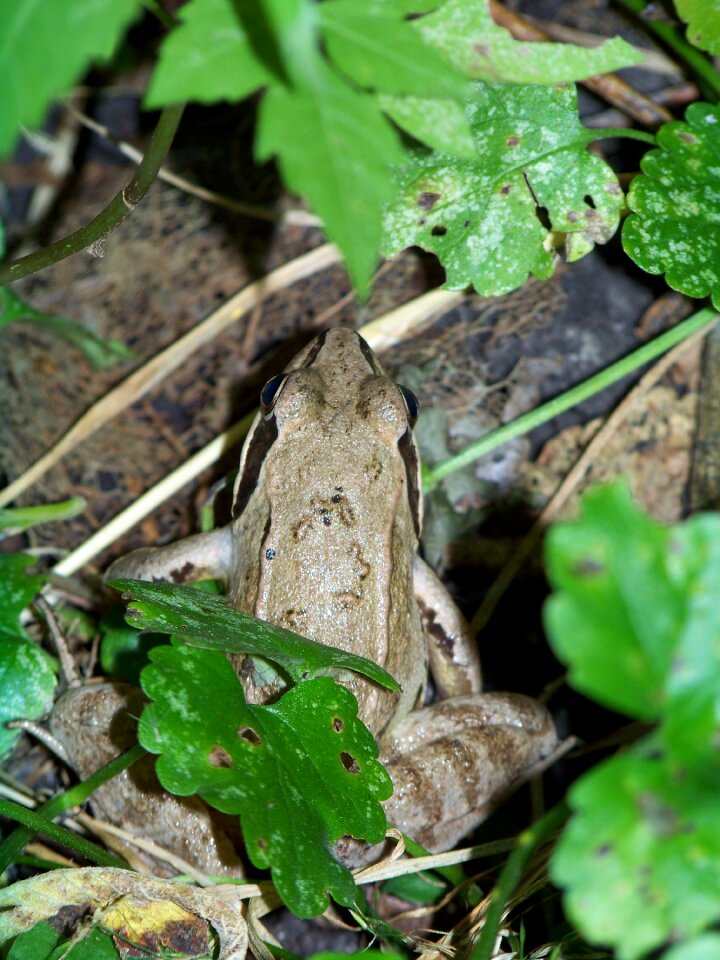 Pond amphibian frog pond