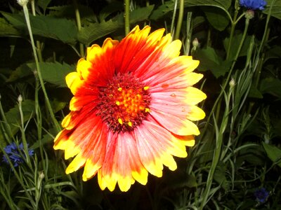 Red flower flowers yellow flower