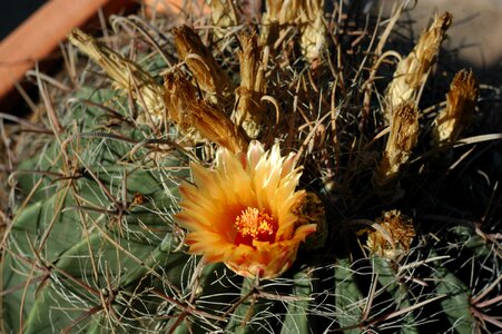 Al muhraga plants flowers