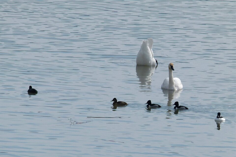 White swan birds water birds