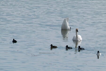 White swan birds water birds