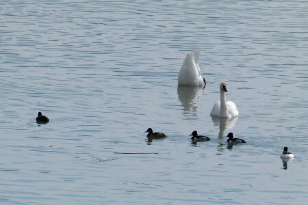 White swan birds water birds photo