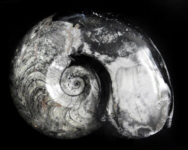 Permian fossil stone