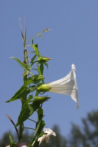 Field bindweed wild flower