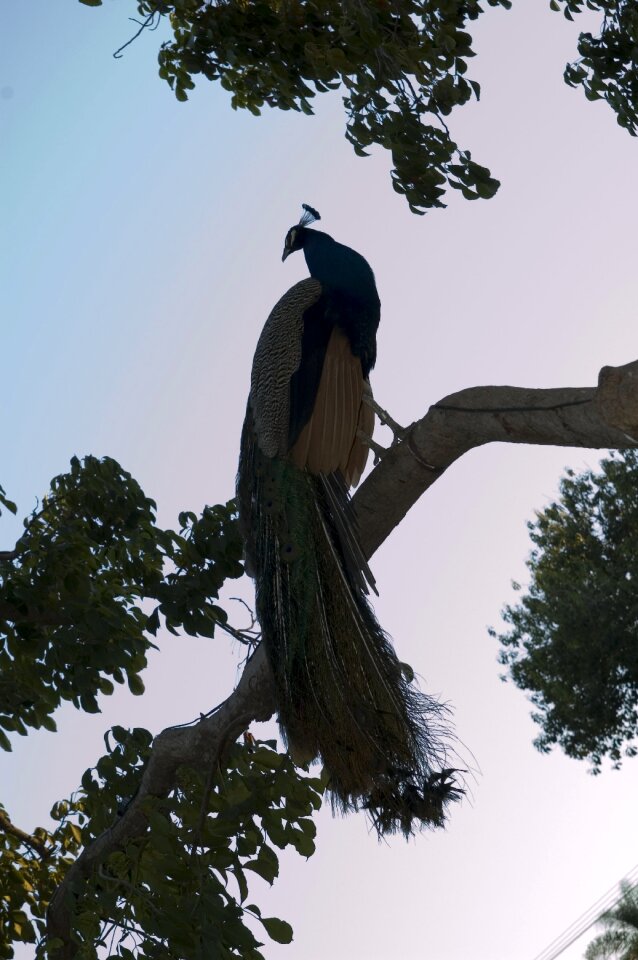 Peacocks birds plumage