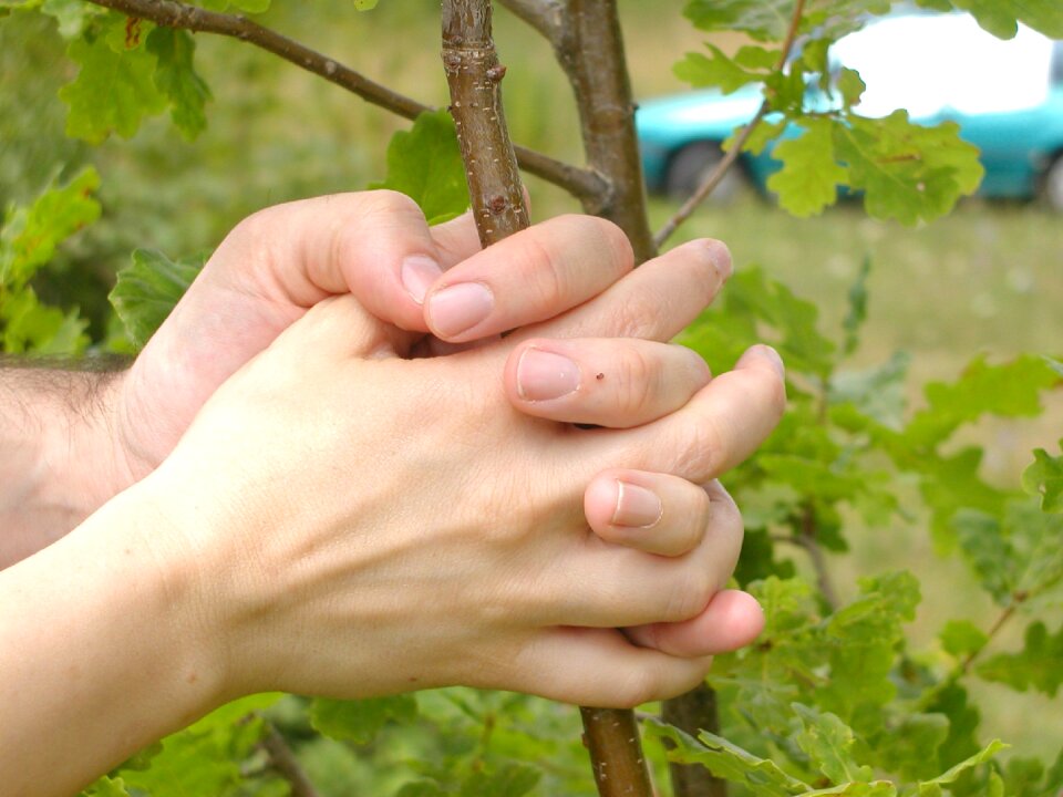 Hands tree finger