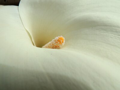 Plants pollen nature
