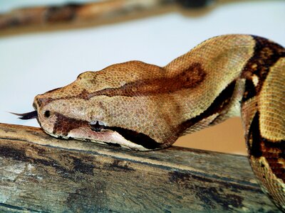 Zoo boa constrictor snake