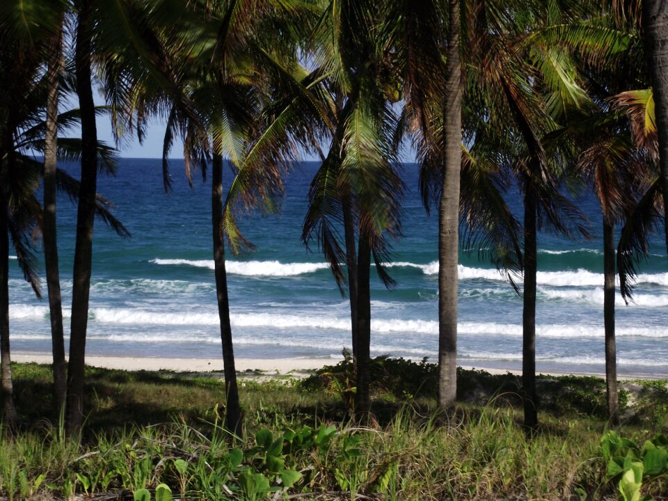 Costa beach trees