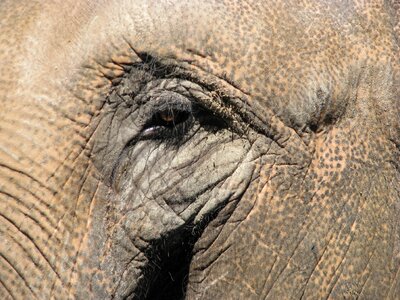 Elephant zoo africa