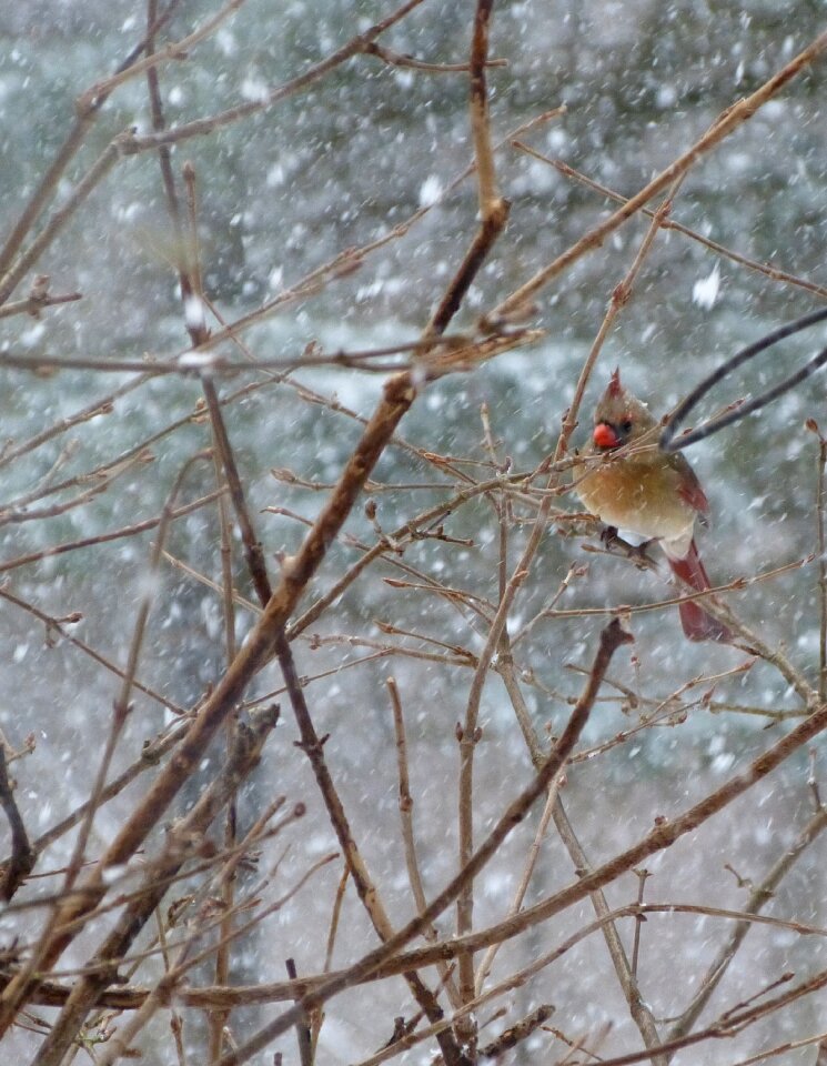 Snow winter outside