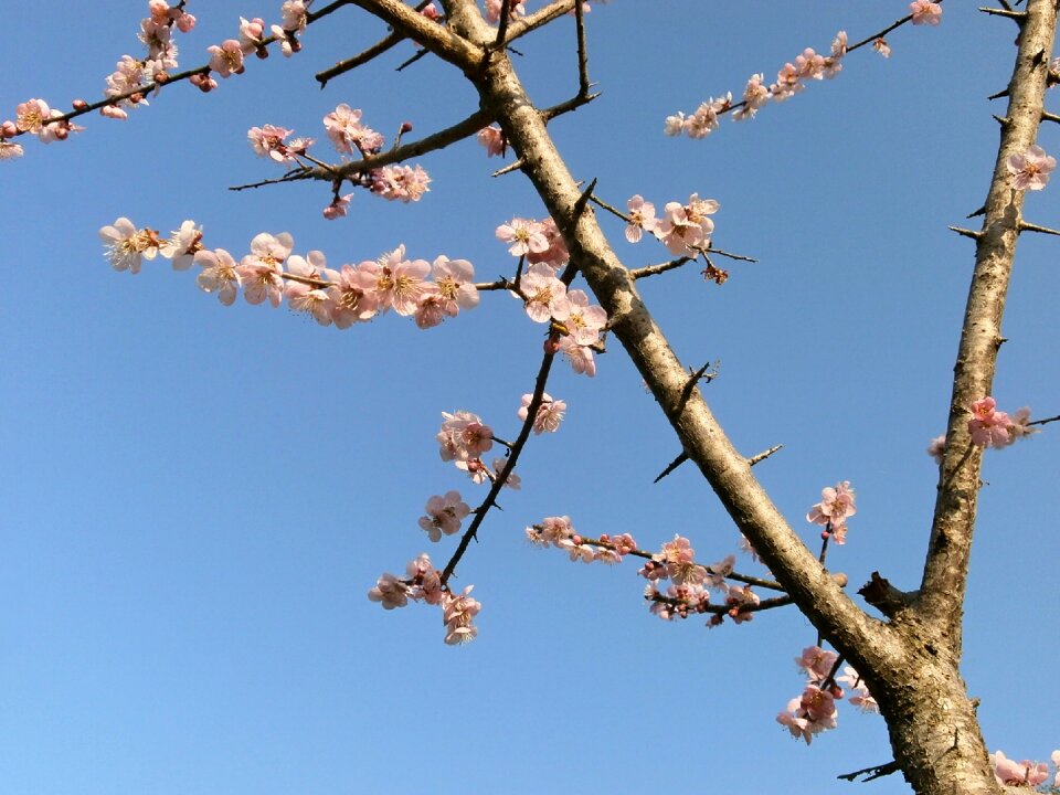 Arboretum spring trees towering above the sky