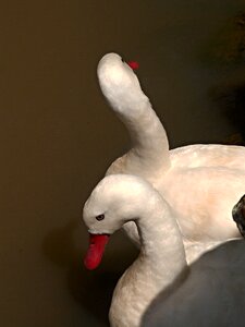Feather swans detail