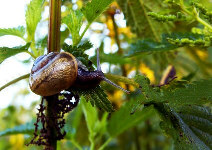 Nettle macro nature